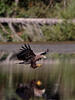 Aquila di mare dalla coda bianca