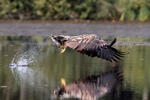 Aquila di mare dalla coda bianca