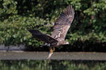 Aquila di mare dalla coda bianca