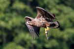 Aquila di mare dalla coda bianca