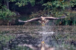 Aquila di mare dalla coda bianca