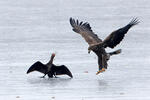 Aquila di mare dalla coda bianca