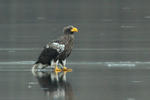 Aquila di mare di Steller