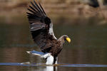 Aquila di mare di Steller