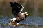 Aquila di mare di Steller