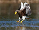 Aquila di mare di Steller