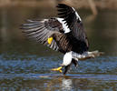 Aquila di mare di Steller