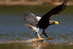 Aquila di mare di Steller