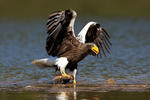 Aquila di mare di Steller