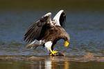 Aquila di mare di Steller