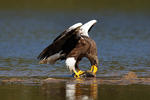 Aquila di mare di Steller