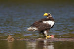 Aquila di mare di Steller