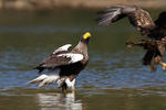 Aquila di mare di Steller