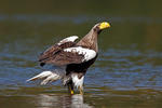 Aquila di mare di Steller