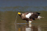 Aquila di mare di Steller