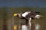 Aquila di mare di Steller