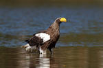 Aquila di mare di Steller