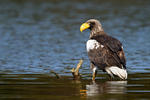 Aquila di mare di Steller