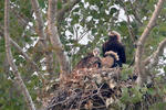 Aquila heliaca