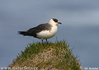 Arctic Skua