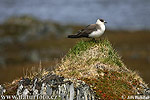 Arctic Skua