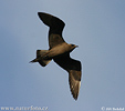 Arctic Skua