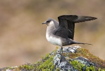 Arctic Skua