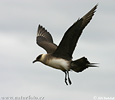 Arctic Skua