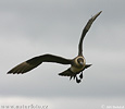 Arctic Skua