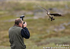 Arctic Skua