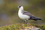 Arctic Skua