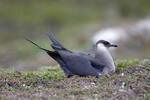 Arctic Skua