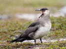 Arctic Skua