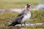 Arctic Skua