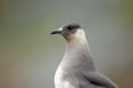 Arctic Skua