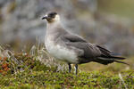 Arctic Skua