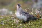 Arctic Skua