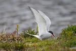 Arctic tern