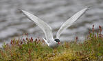 Arctic tern