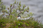 Arctic tern