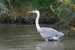 Ardea cinerea