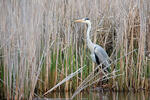 Ardea cinerea