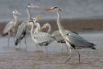 Ardea cinerea