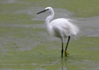 Ardea garzetta