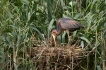 Ardea purpurea