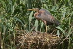 Ardea purpurea