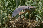 Ardea purpurea