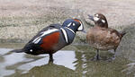 Arlequin plongeur