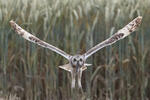 Asio flammeus
