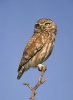 Athene noctua